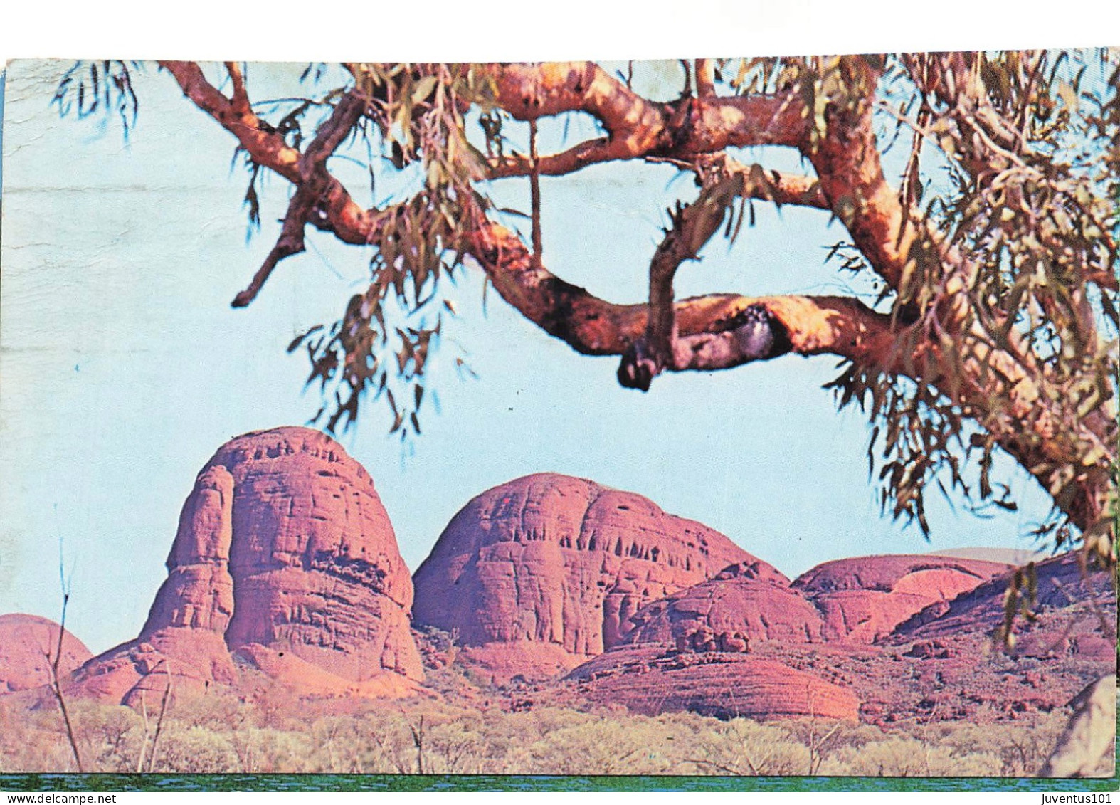 CPSM Australia - The Olgas -Central Australia    L4557