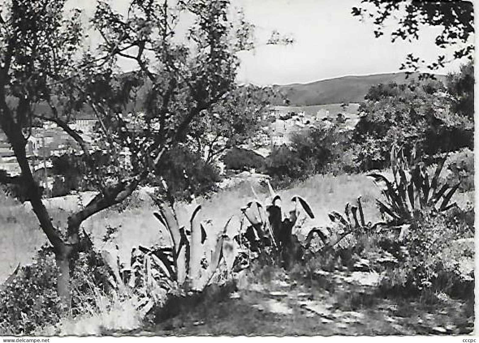 CPSM Banyuls sur Mer vue générale
