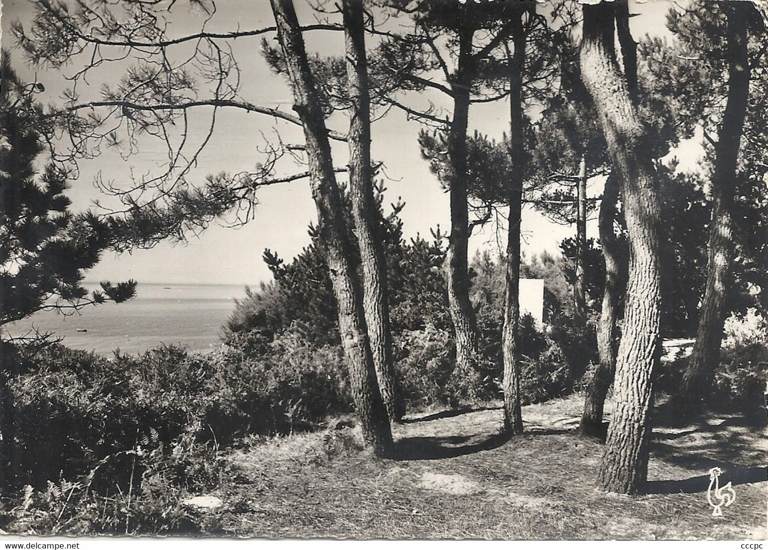 CPSM Beg-Meil Dans les Pins près de Ker-Mil