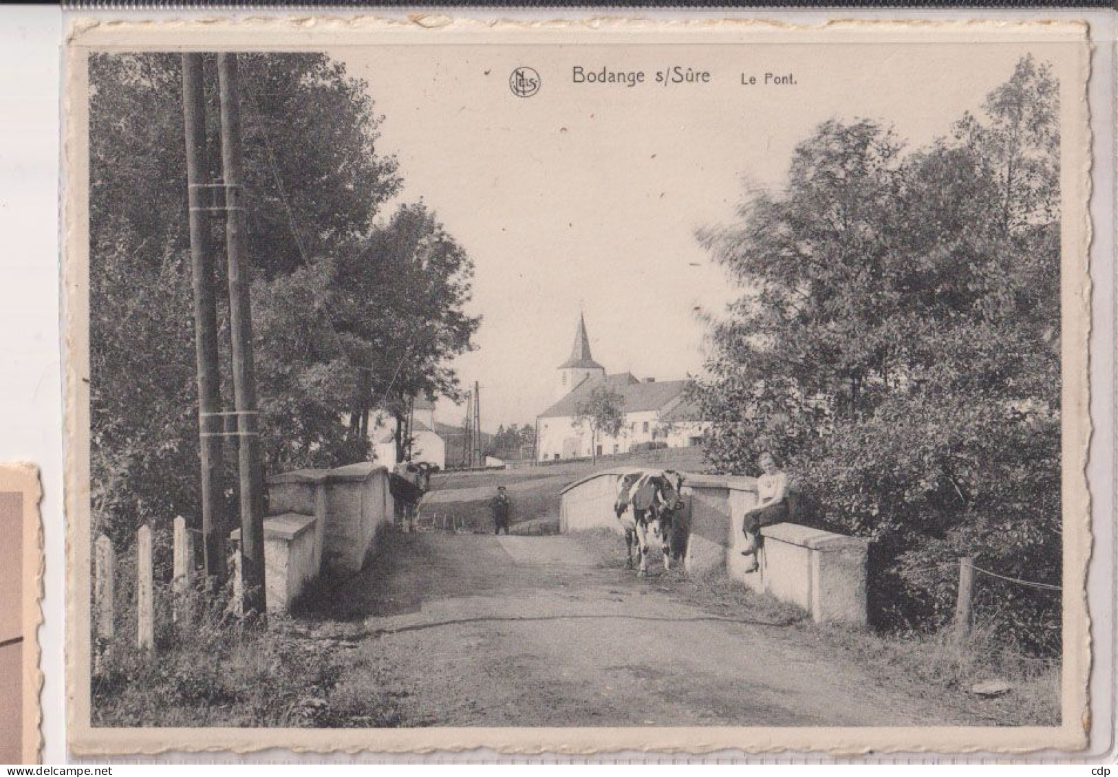 cpsm  BODANGE SUR SURE  vache