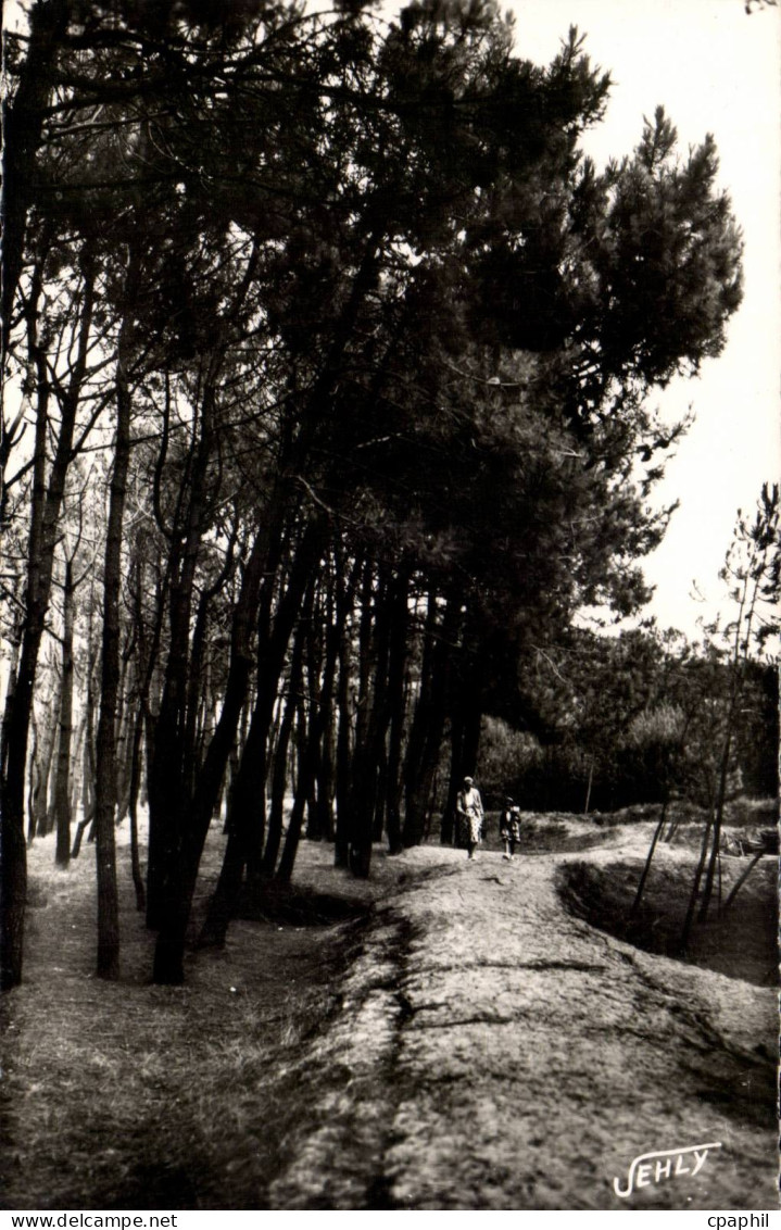 CPSM Bretignolles sur Mer La foret des dunes