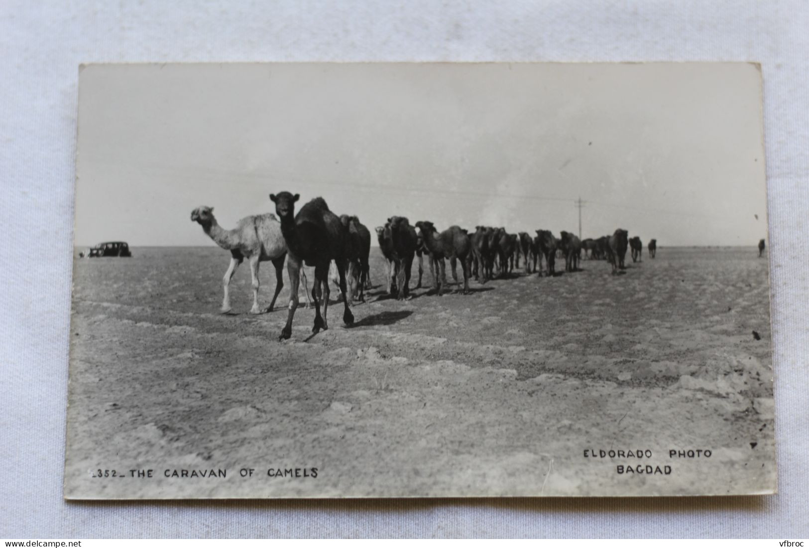 Cpsm carte photo, the caravan of camels, eldorado photo G=Bagdad, Irak, Iraq