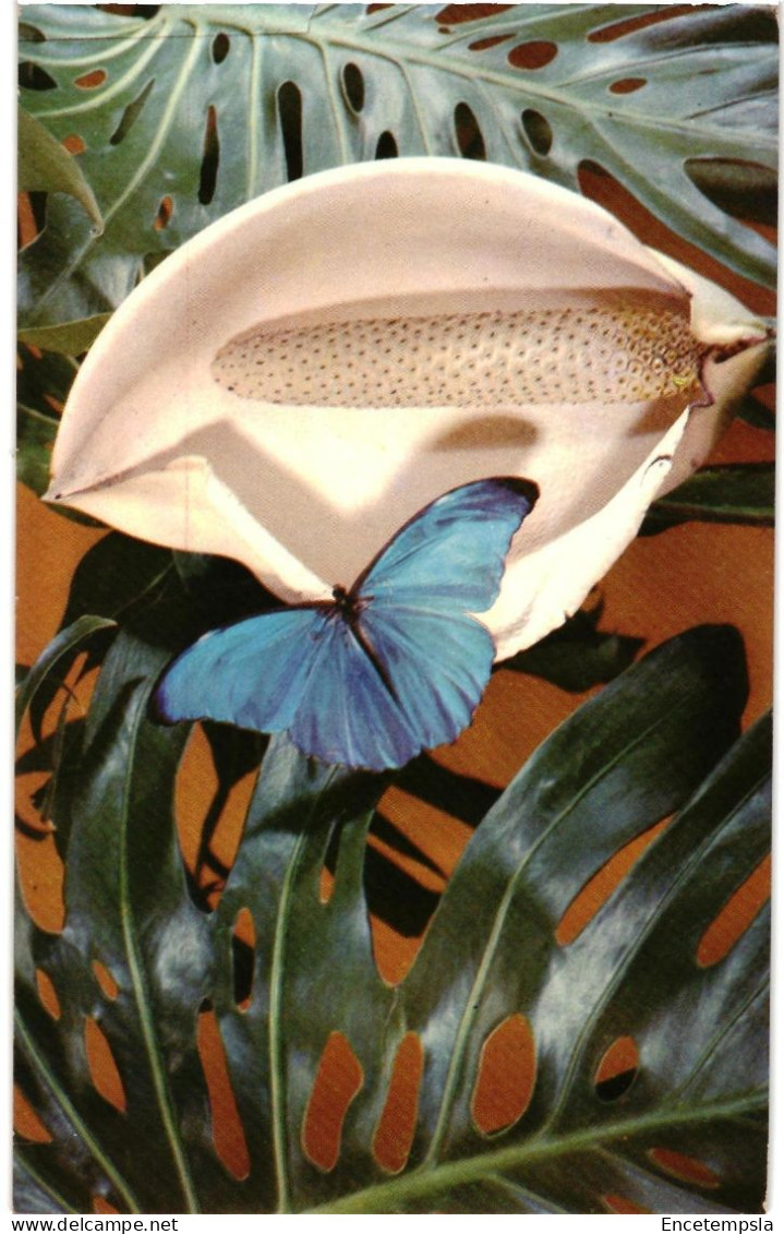 CPSM  Carte Postale  Colombie Medellin  Xochimico  Ciudad jardin   VM109125