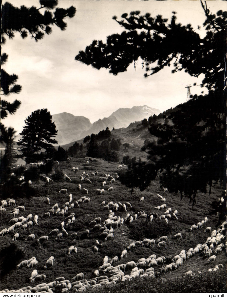 CPSM Chamrousse Moutons En Alpage