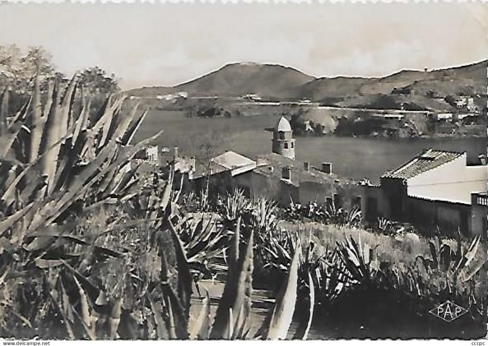CPSM Collioure Aloès