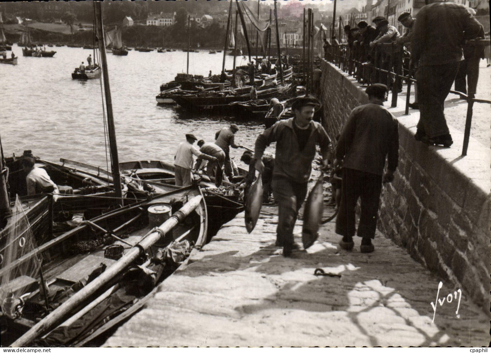 CPSM Douarnenez Finistere Arivage de Thons