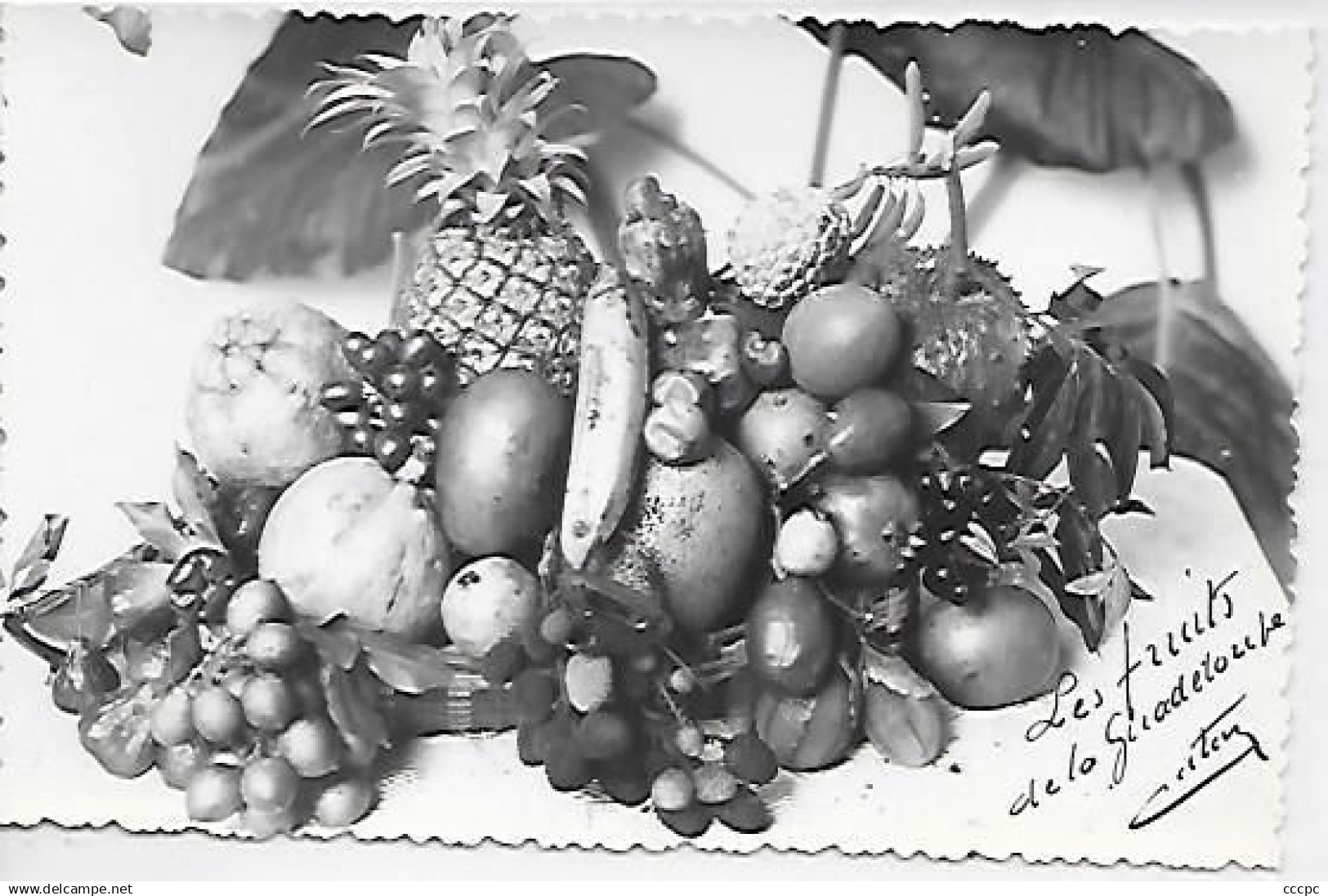 CPSM Guadeloupe Les Fruits de Guadeloupe