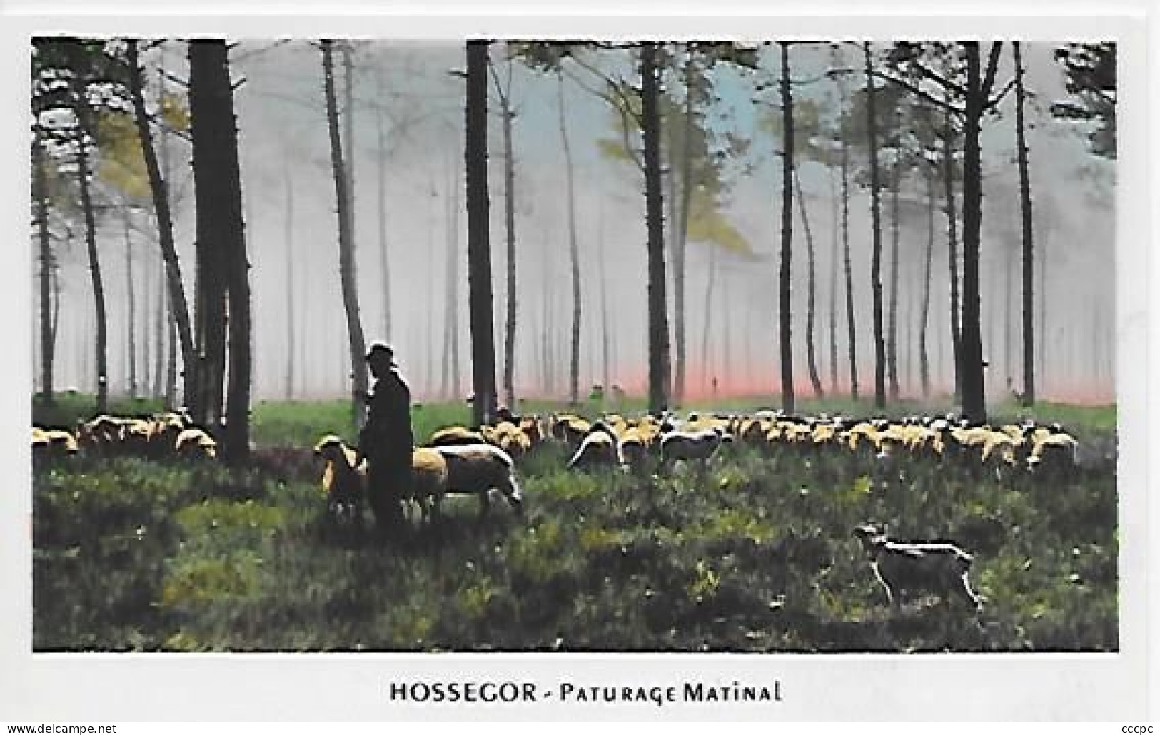 CPSM Hossegor Paturage Matinal