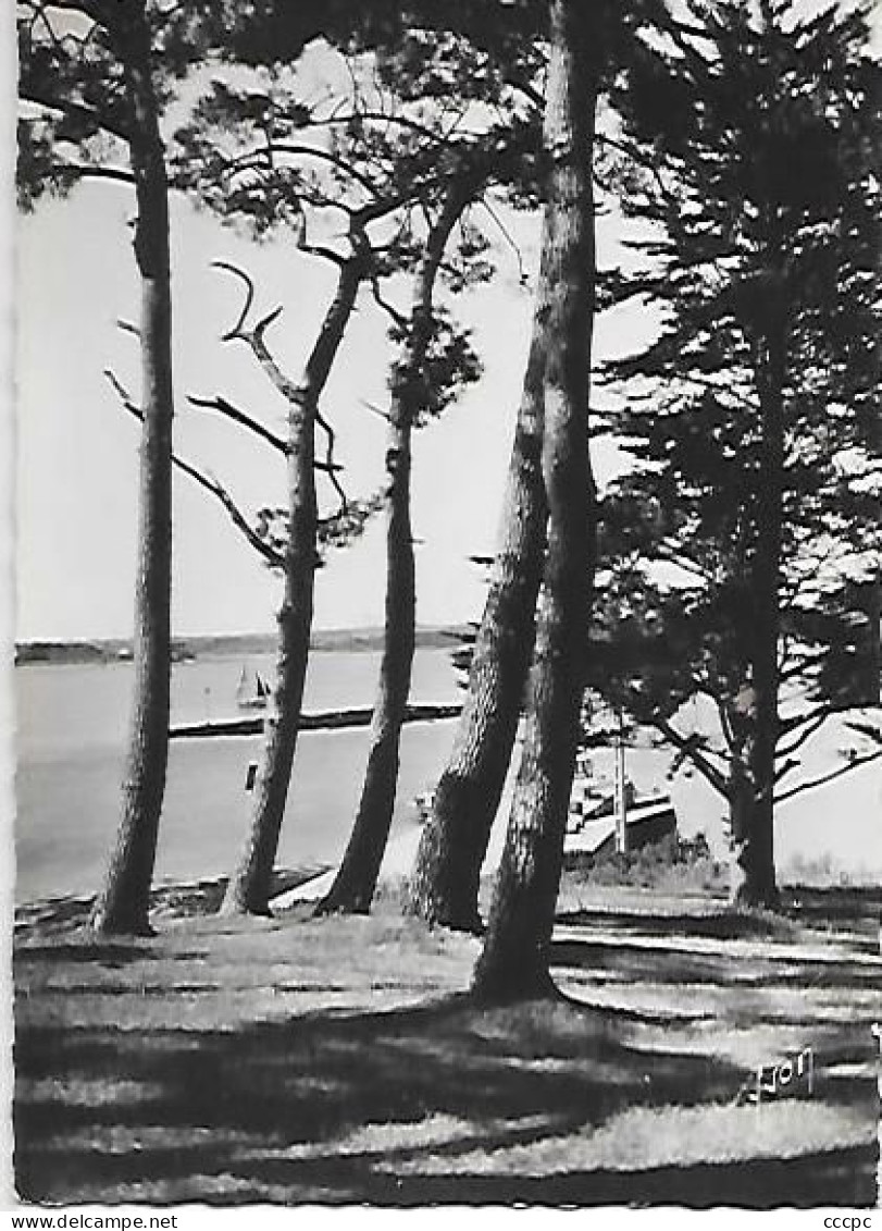 CPSM Ile aux Moines Pointe du Bois d'Amour