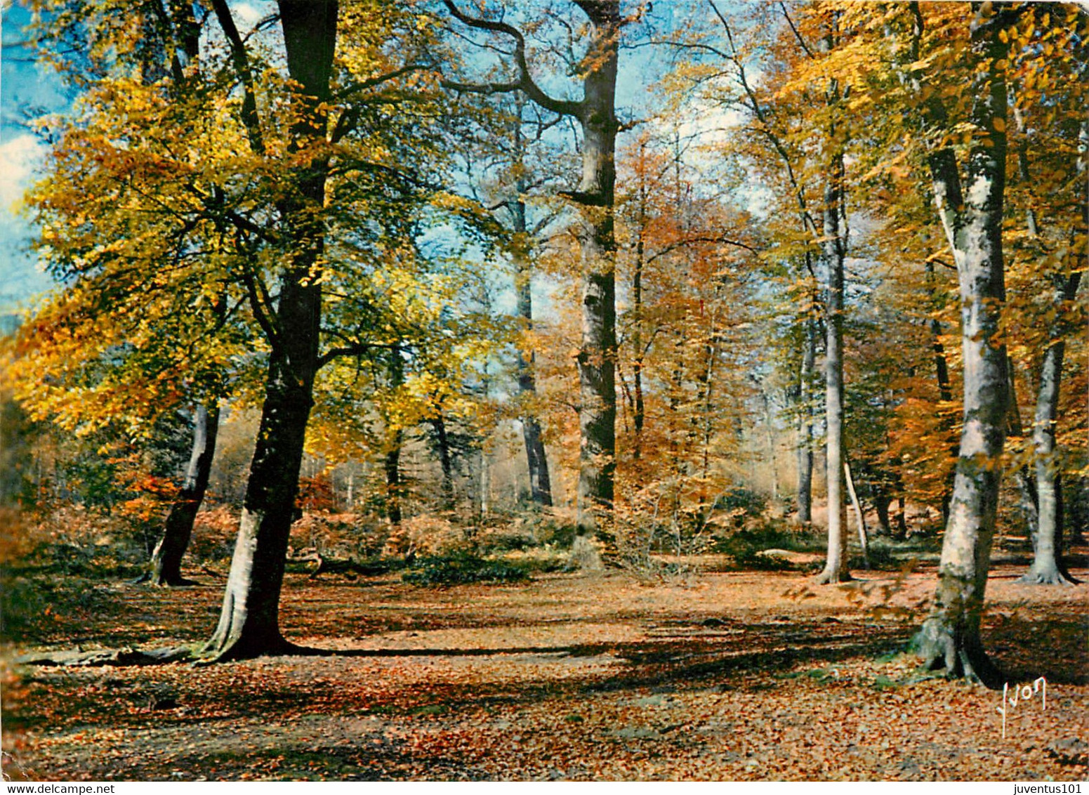 CPSM Ile de France-Aspect de la forêt en Automne     L116