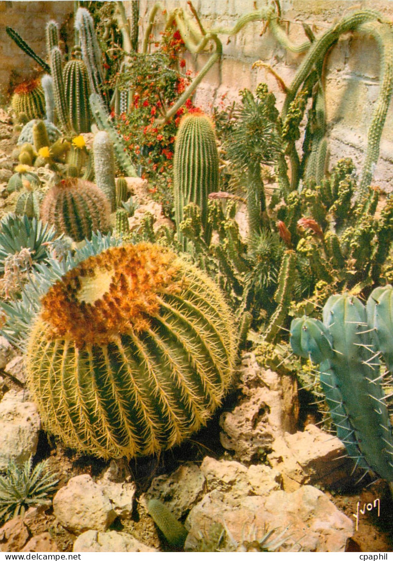 CPSM La Cote d'Azur miracle de la nature Jardin exotique de Sanary Bandol (Var) Un des nombreux coin