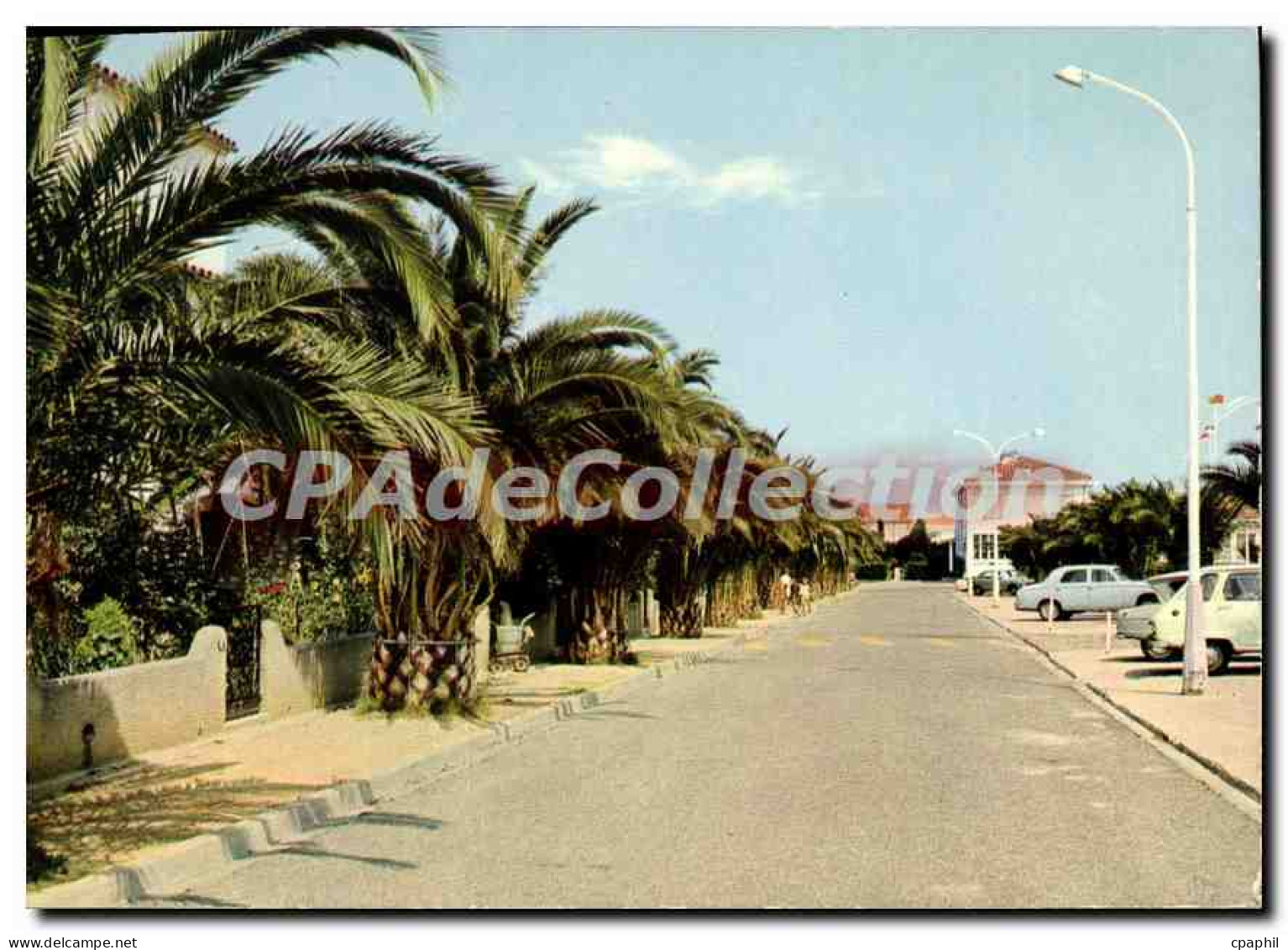 CPSM La Cote Vermeille Saint Cyprien Vile Une allee de Palmiers