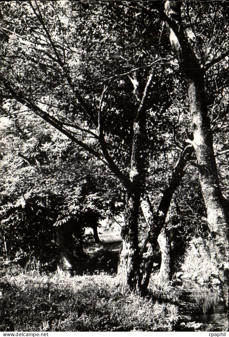 CPSM La garde Freinet Sous Bois