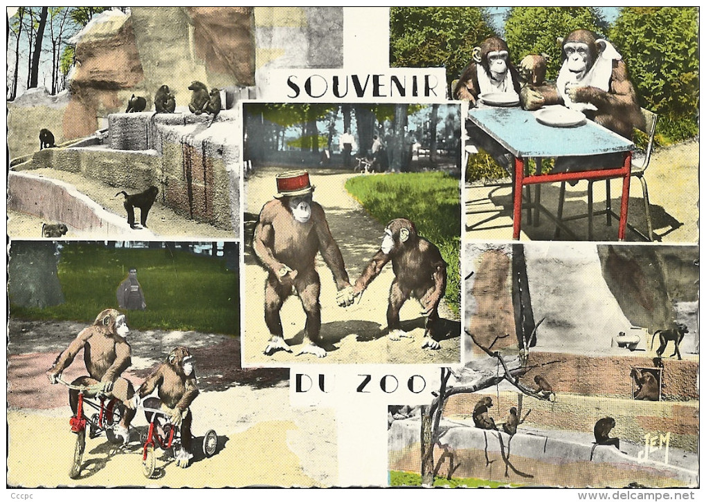 CPSM Maubeuge souvenir du Zoo