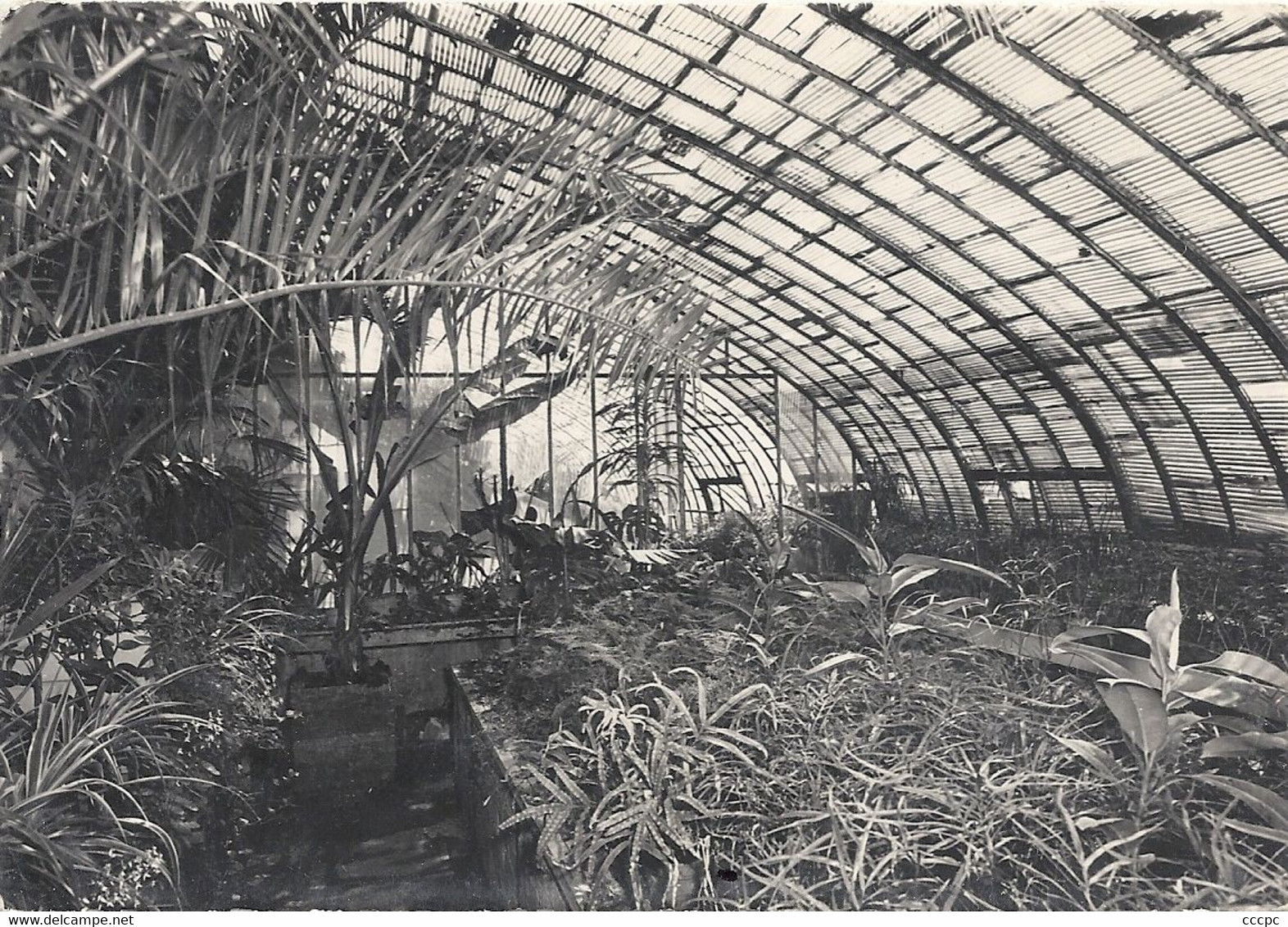 CPSM Montesson Ecole Th. Roussel La Grande Serre