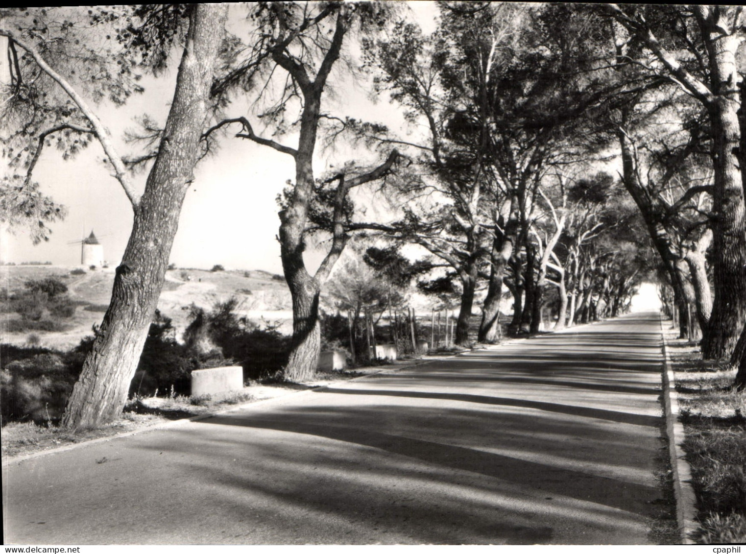 CPSM Paysages De Provence Fontvieille L'Allee De Pins