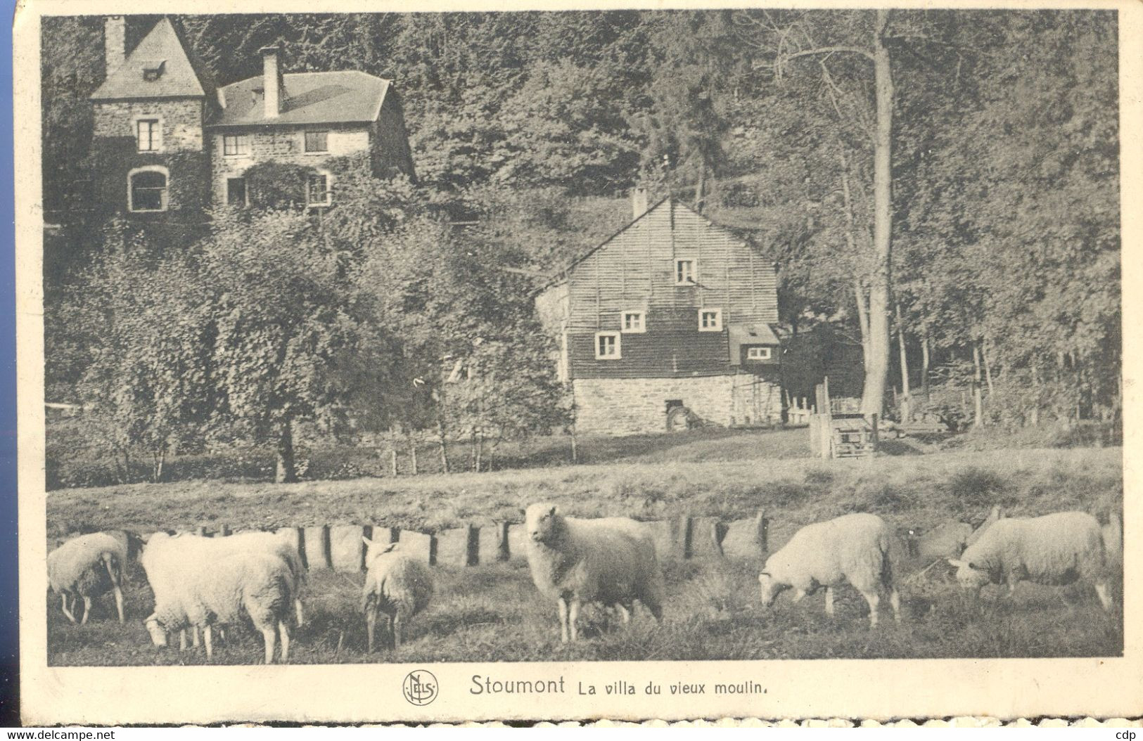 cpsm   stoumont    moutons  1951