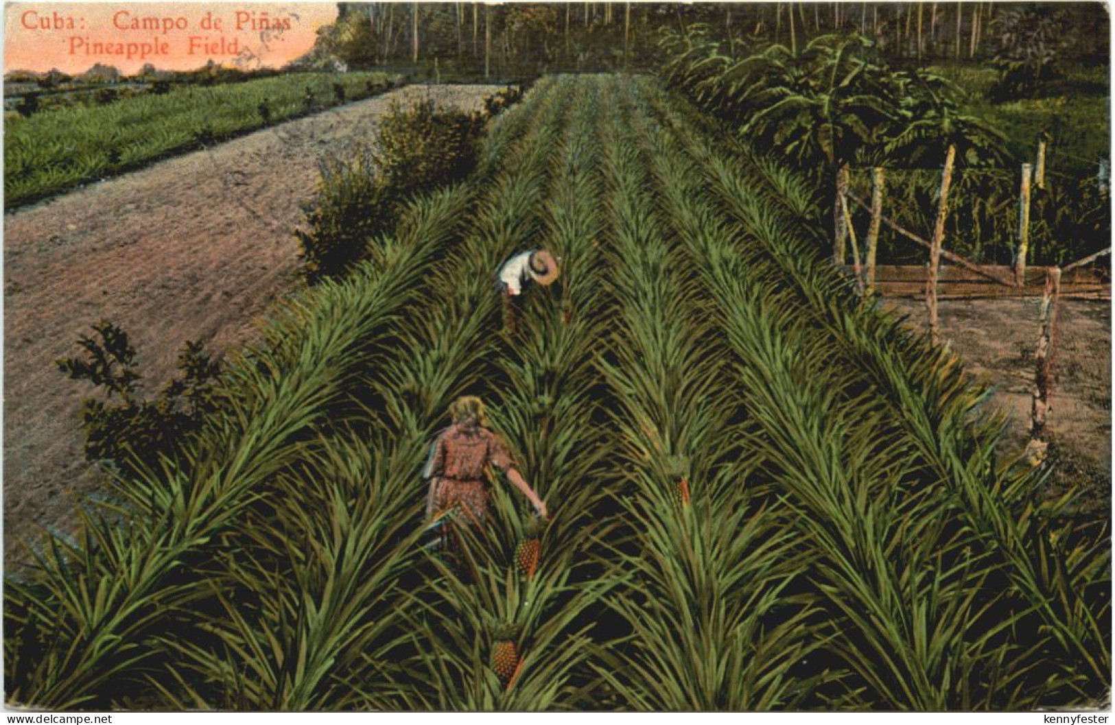 Cuba - Campo de Pinas