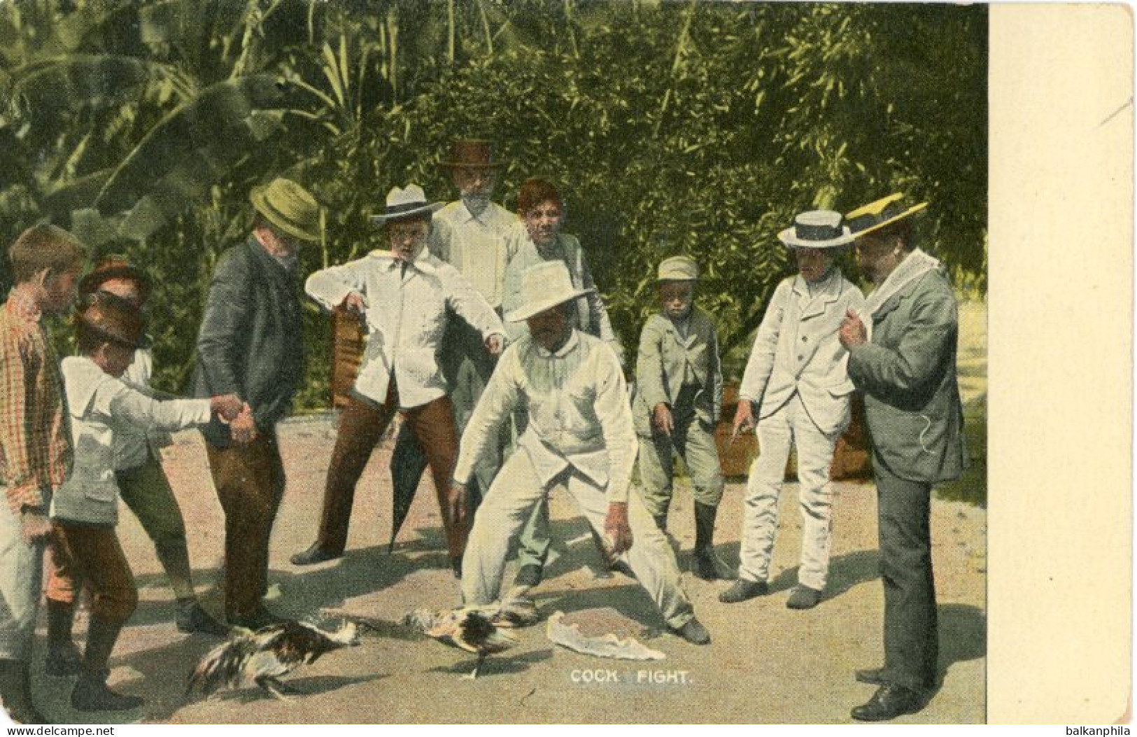 Cuba Cock Fight