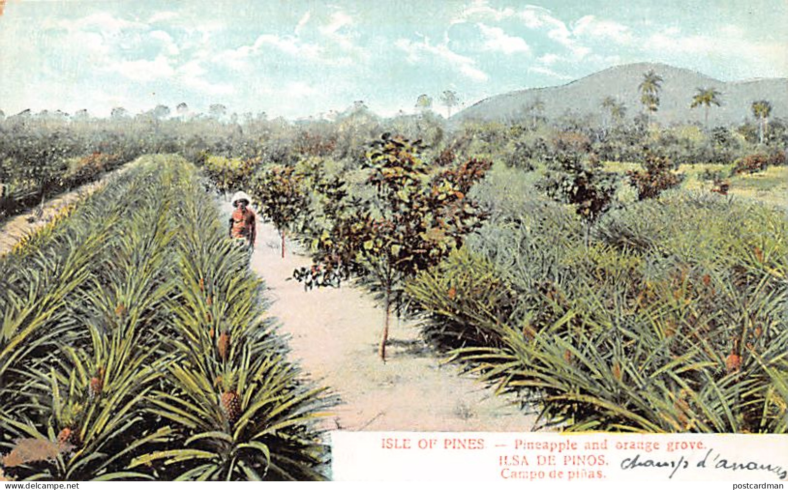 Cuba - Isla de Piños - Campo de piñas - Ed. desconocido