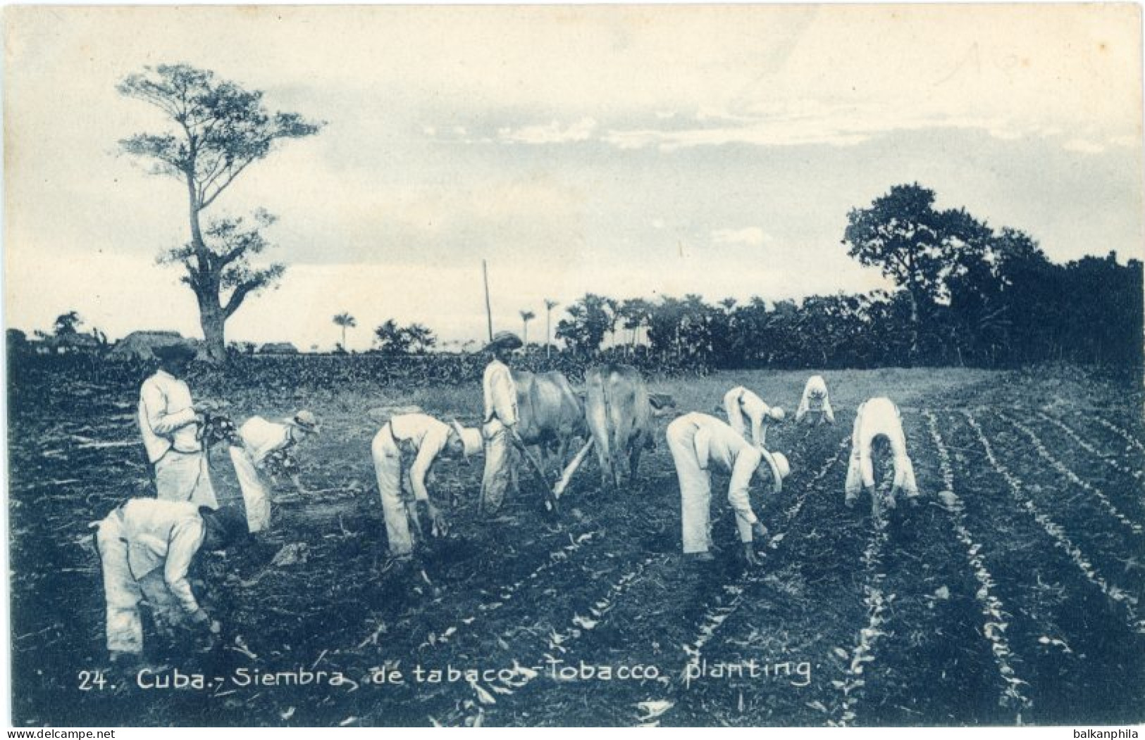 Cuba Tobacco Planting