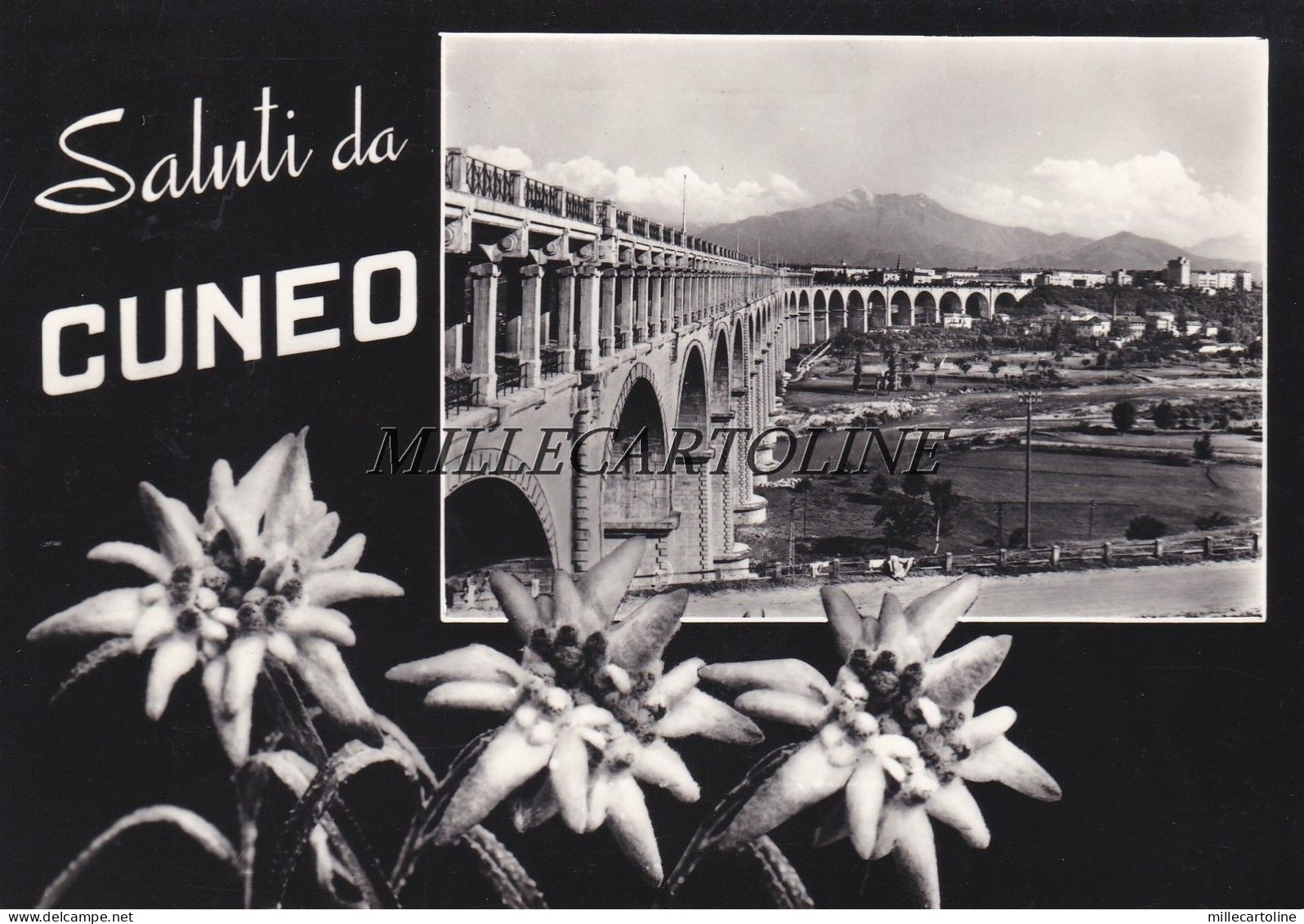 CUNEO: Saluti da    1959