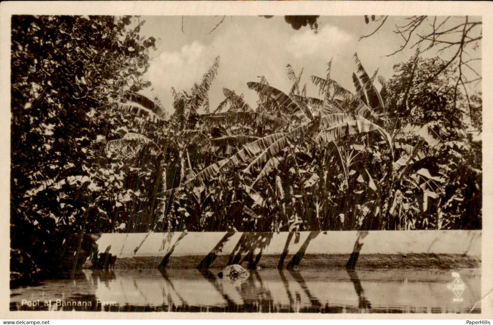 Curacao Curaçao - Bannana Farm