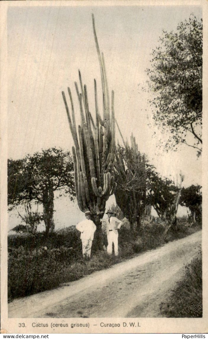 Curacao Curaçao - Cactus
