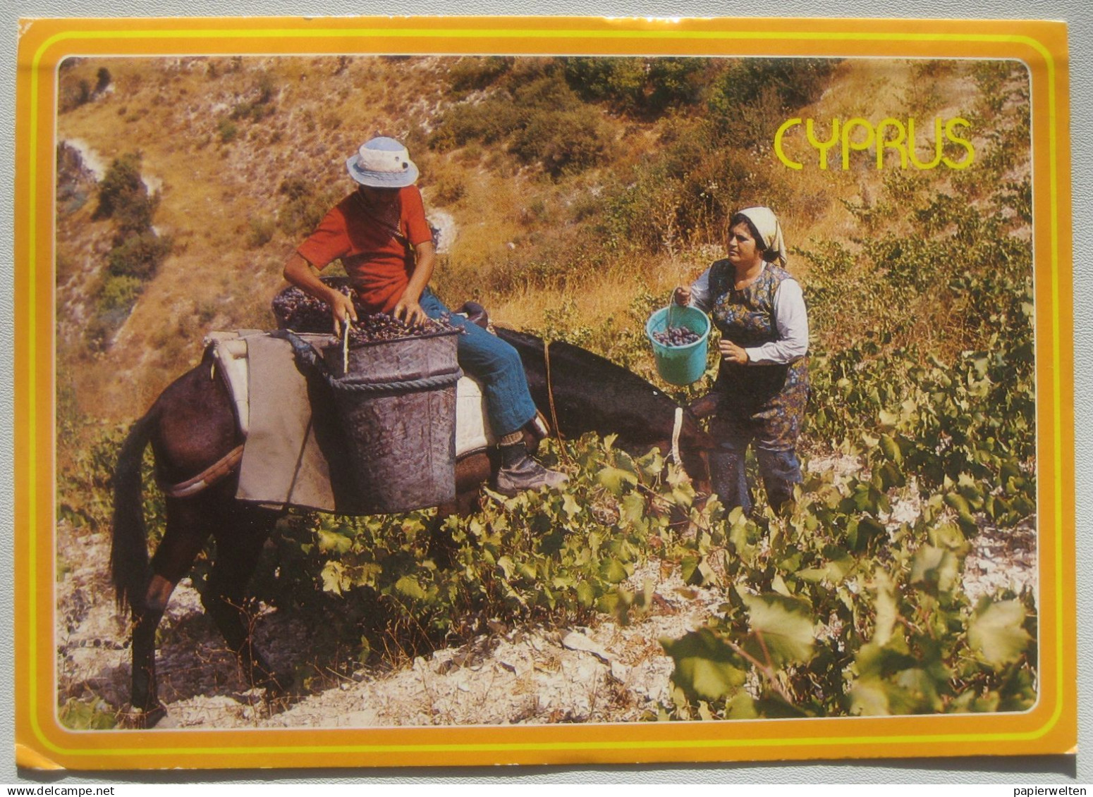 Cyprus / Zypern - Grapes crop