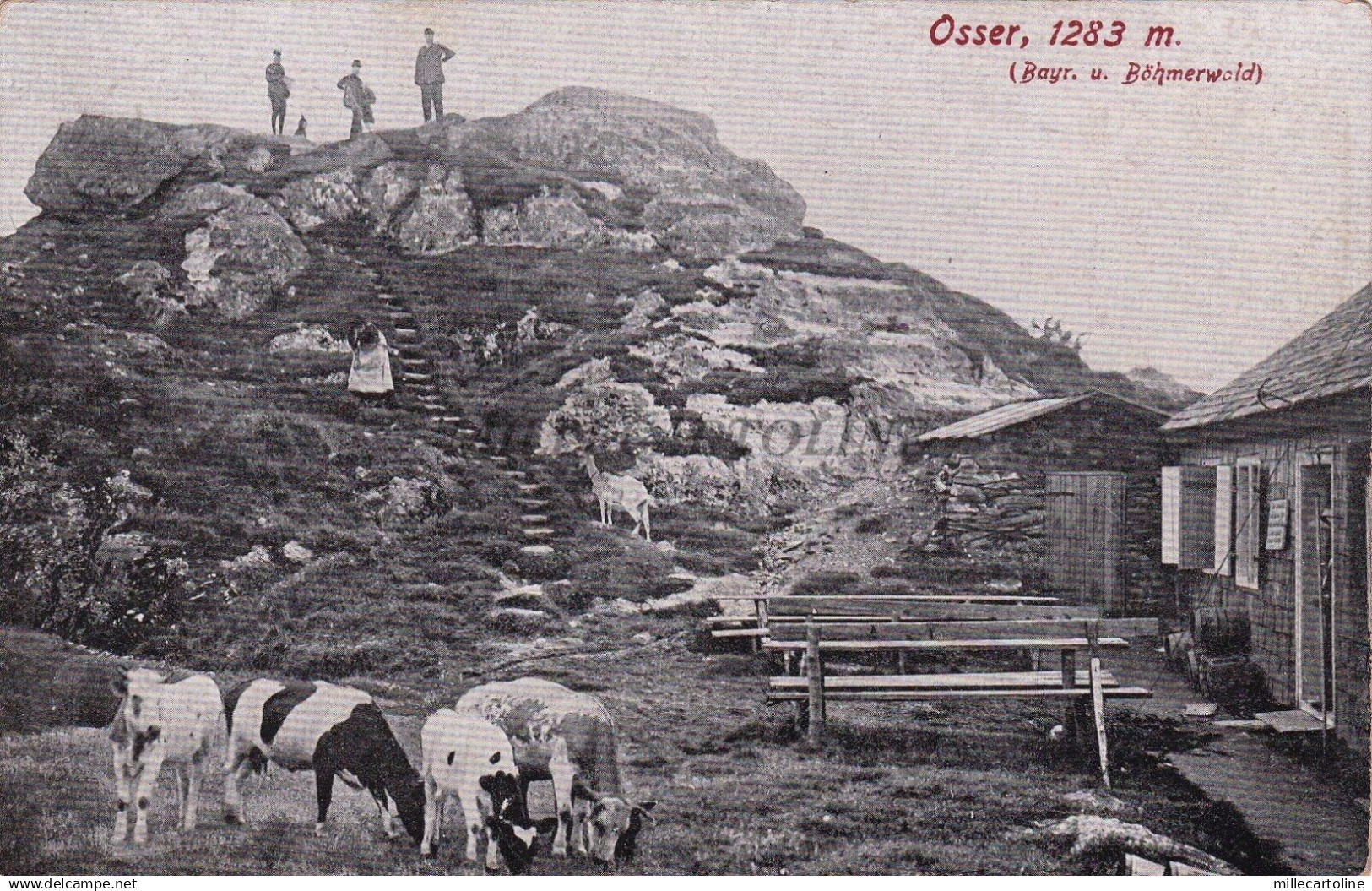 CZECH REPUBLIC - Osser - Ostry