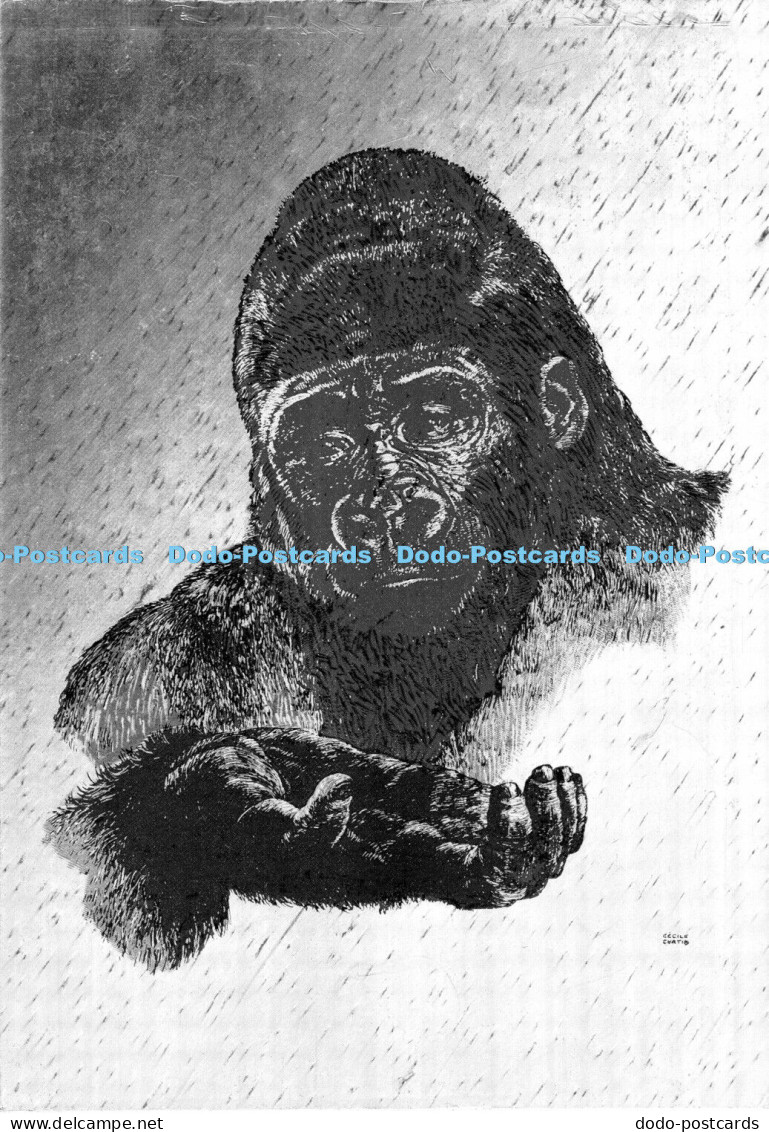 D006210 Gorilla. F. J. Warren