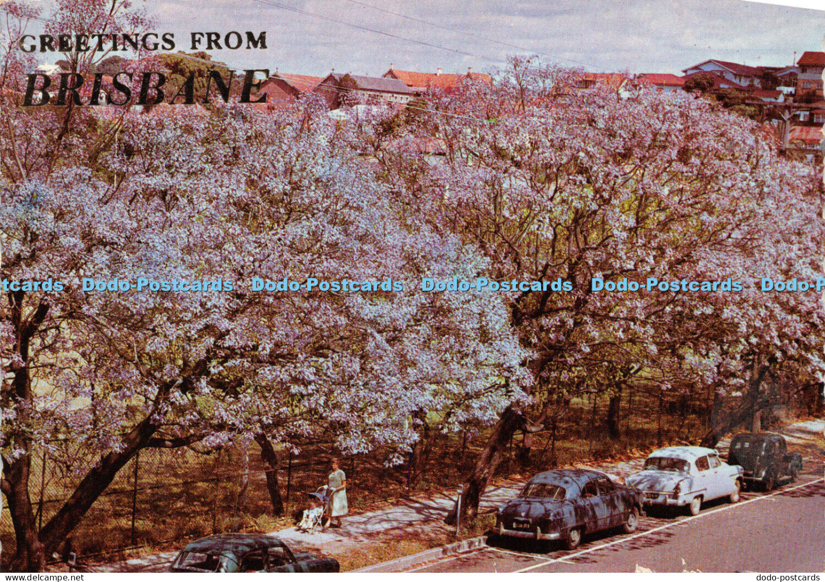 D026931 Greetings from Brisbane. G. Hughes. Jacarandas Lining a Brisbane Street