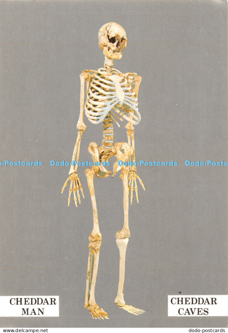 D055743 Cheddar Caves. Cheddar Man. A Paleolithic Man of the Creswellian Cultura