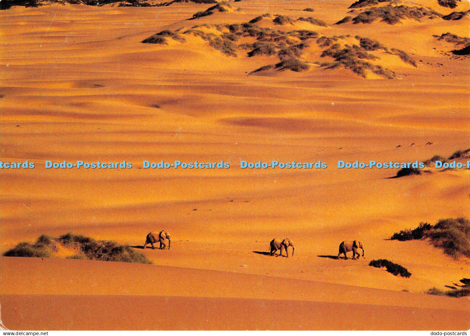 D063353 Namib Elephants. H. W. Theiss. Gavin C. Thompson