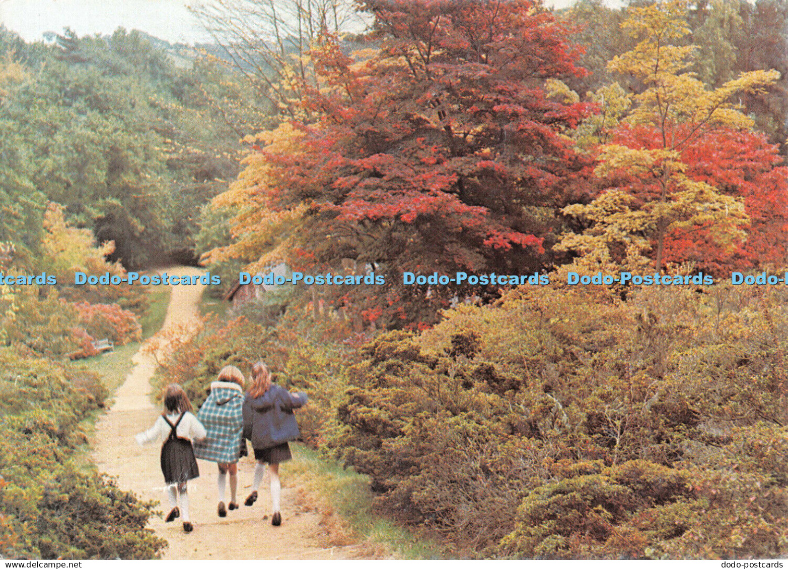 D103299 Winkworth Arboretum. National Trust. Near Godalming. Surrey. Beric Tempe