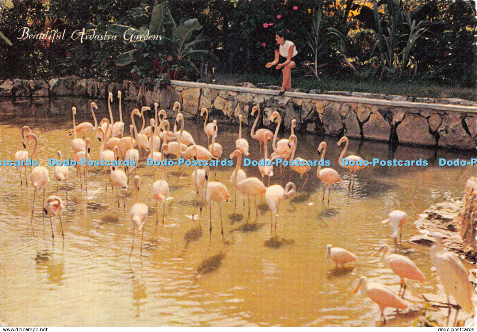 D105292 Nassau. The Bahama Islands. Beautiful Ardostra Gardens. Calypso Distribu