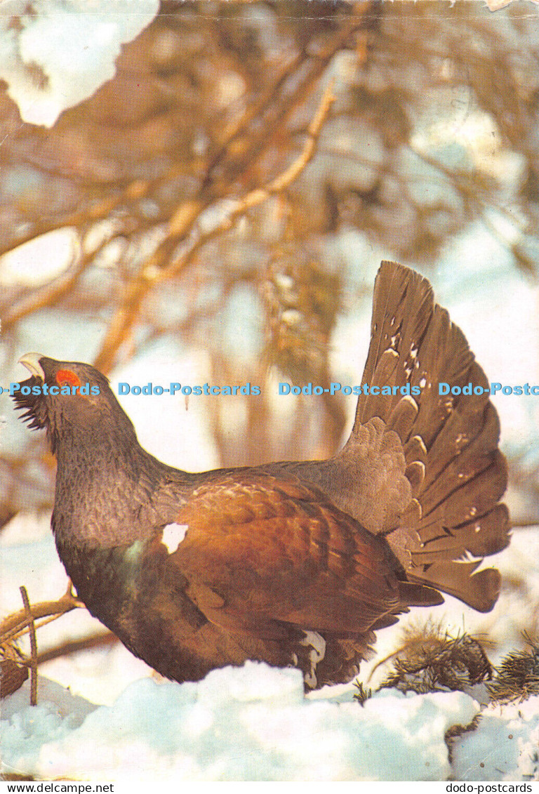 D106232 Heath Cock. Schmidecker Mauritius. 1977