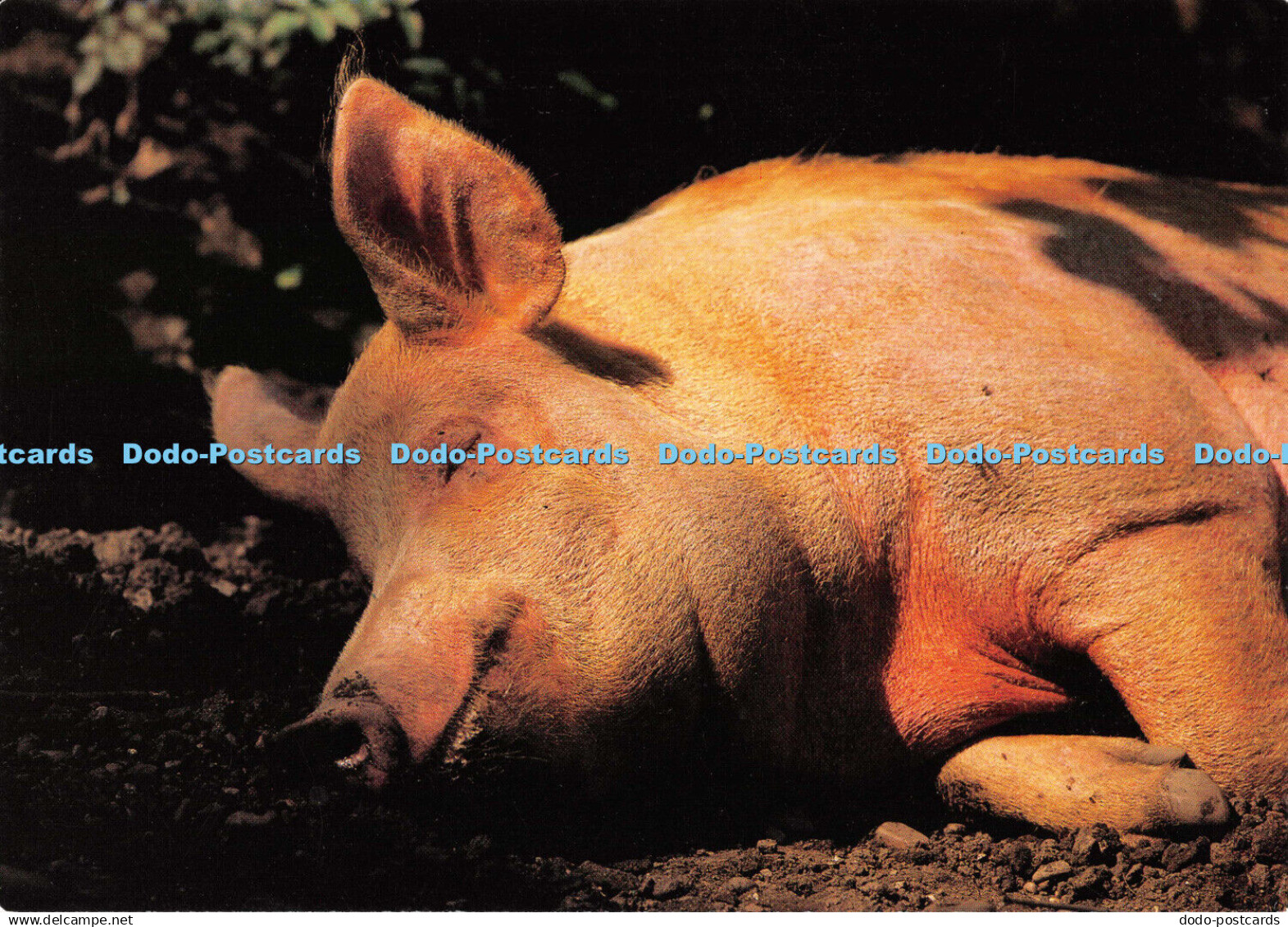 D115893 Tamworth Pig. Daphne. Working Estate Museum. Elvaston Castle. Larkfield