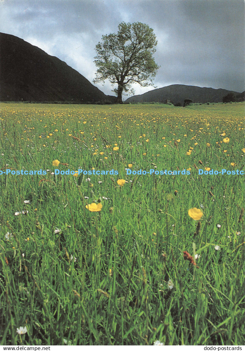 D123781 Lakeland Meadow Chapter and Verse Cressida Pemberton Pigott