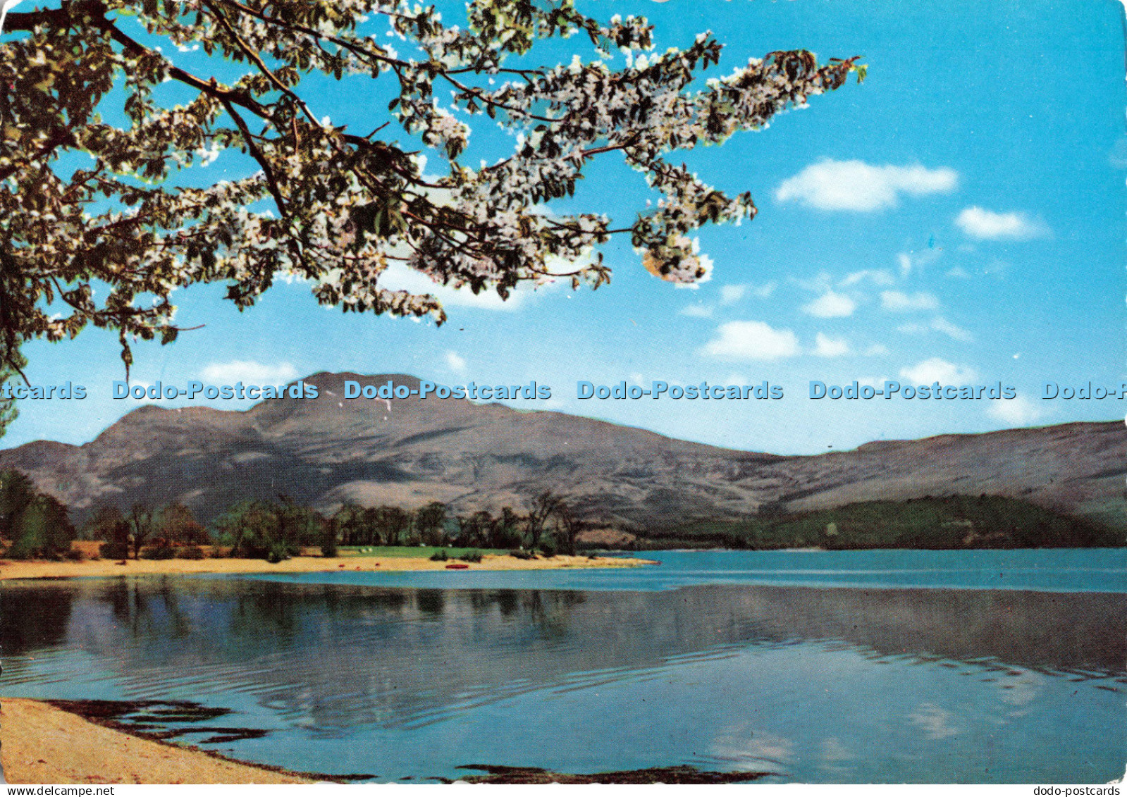 D124704 Springtime on Loch Lomond Dunbartonshire Valentine Scots Pictorial Serie