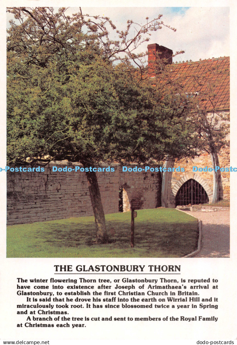 D126123 Glastonbury Thorn Dixon