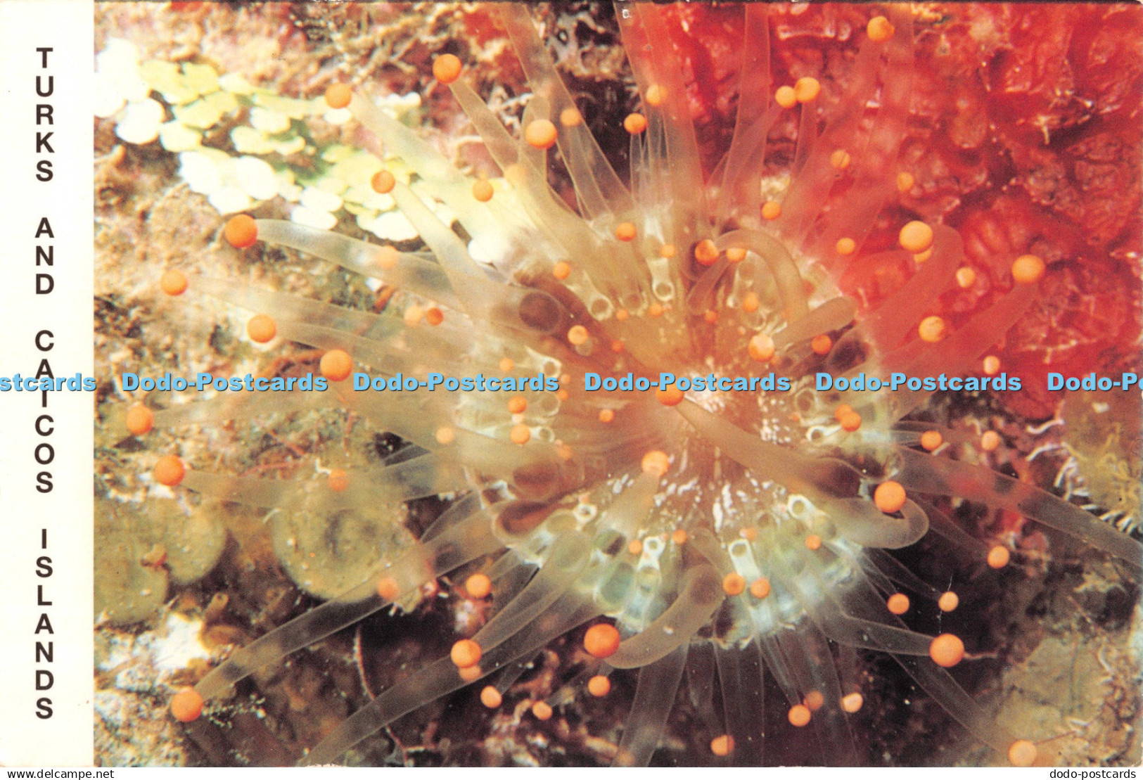D126213 Turks and Caicos Islands Night diving is spectacular in Provo K Roby Blu