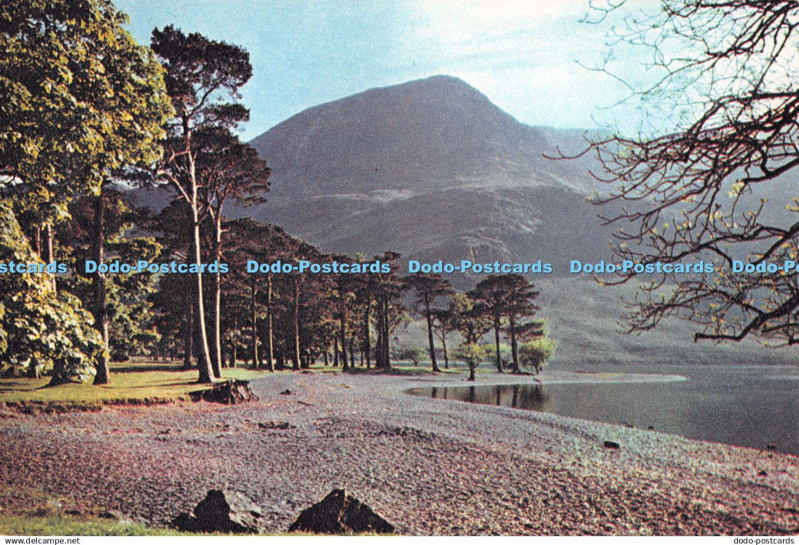D128658 Buttermere Pines Cumberland Dixon
