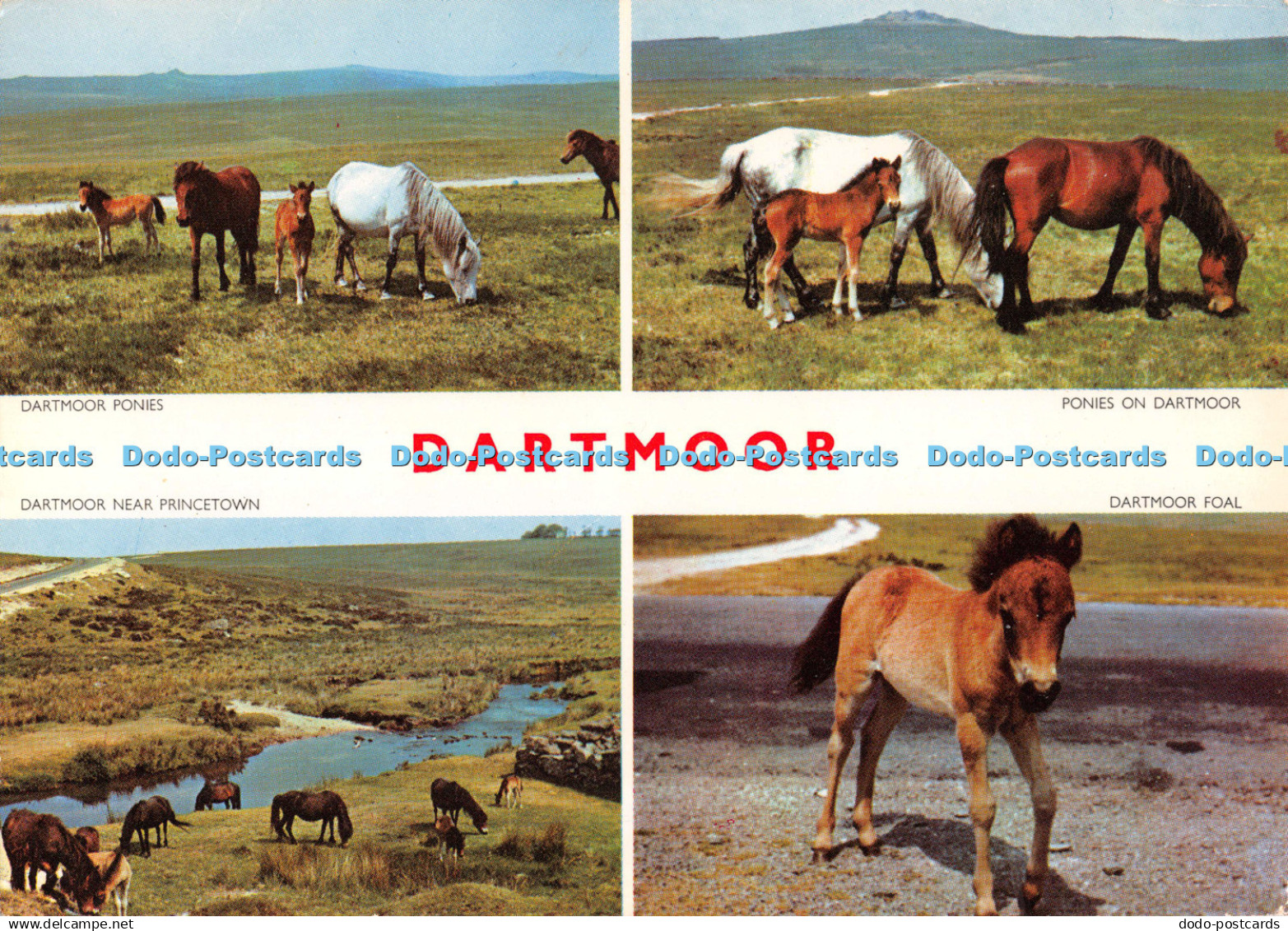 D130591 Dartmoor Dartmoor Foal Dartmoor Ponies Jarrold Cotman Color Continental