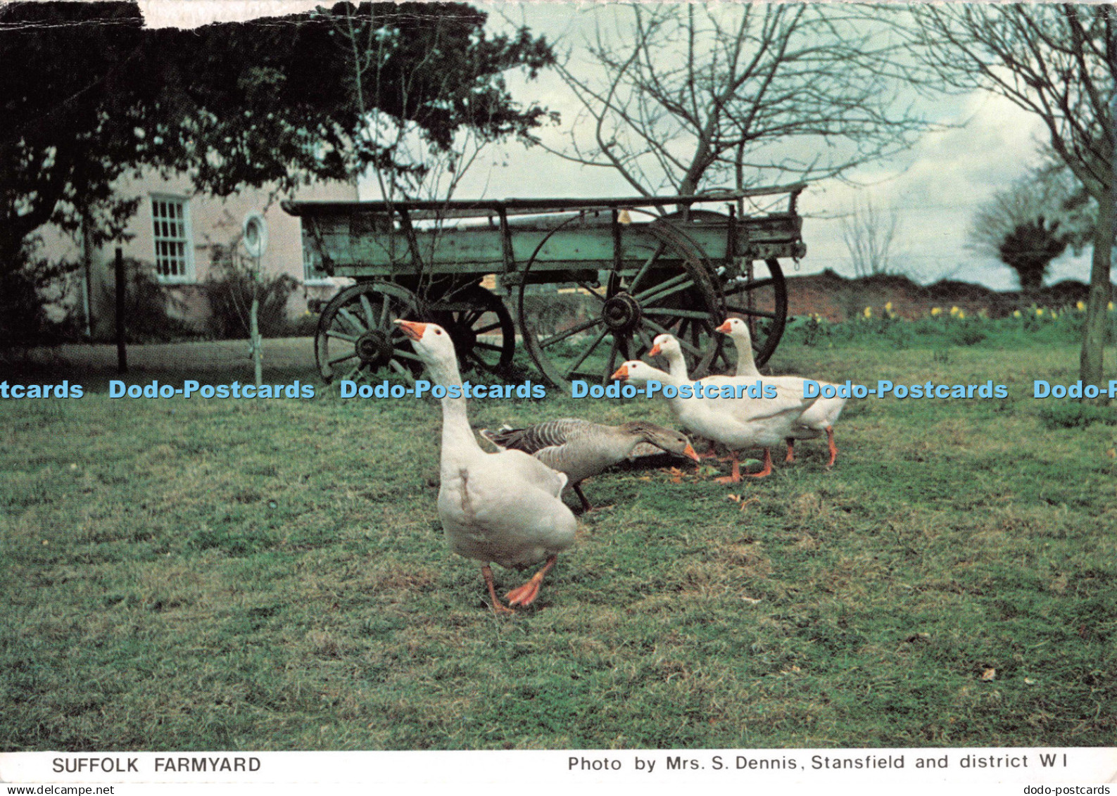 D131252 Suffolk Farmyard Suffolk West Federation of Women Institutes Judges Mrs