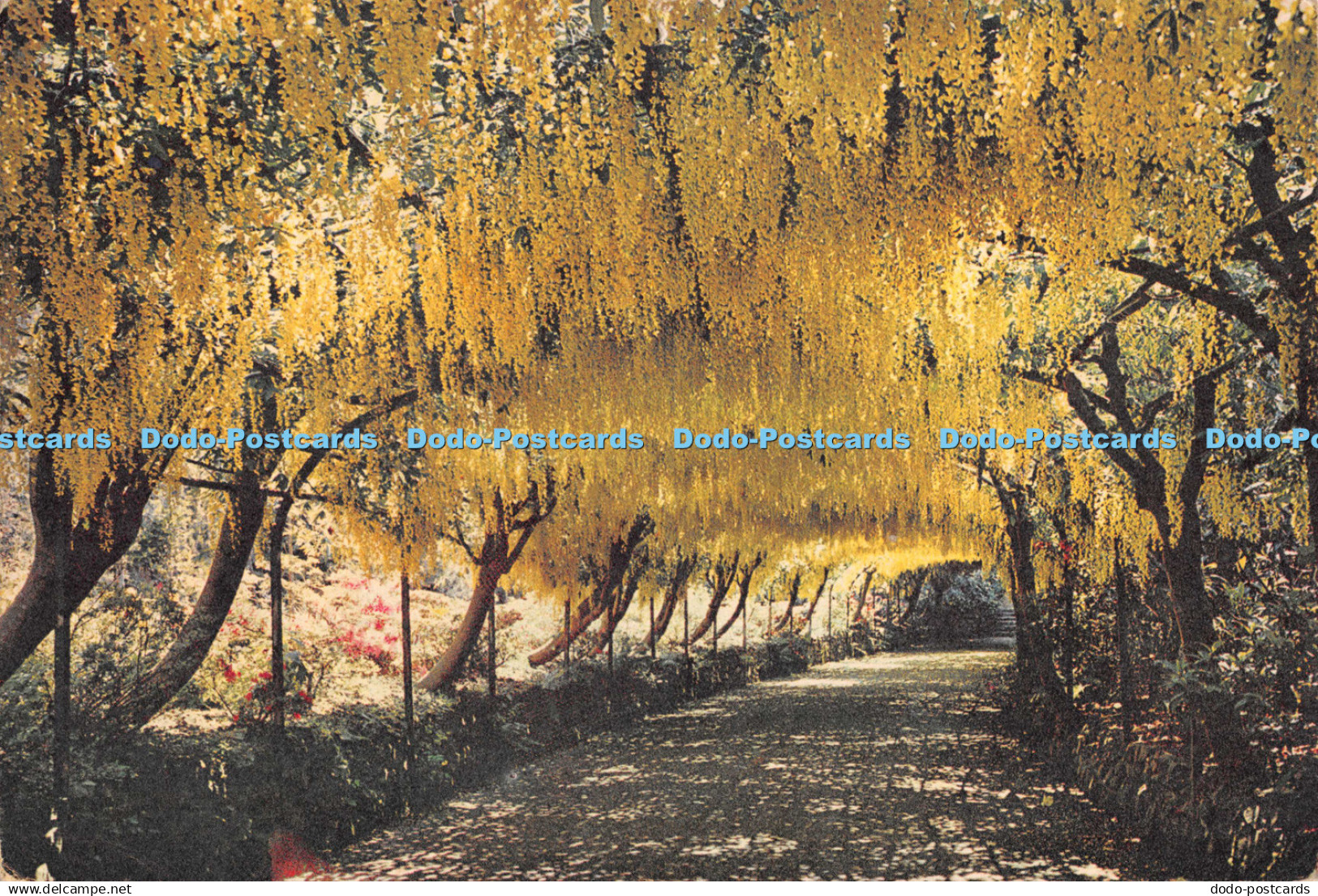 D131368 Denbighshire The Laburnum Arch Bodnant J Arthur Dixon