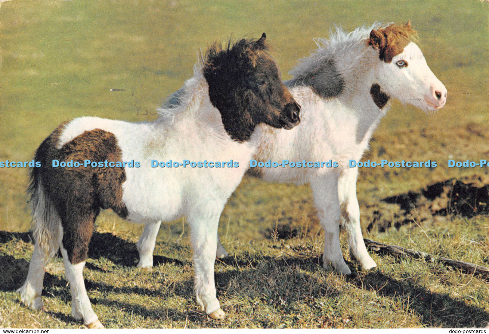 D131936 Shetland Ponies Guy Withers Dixon