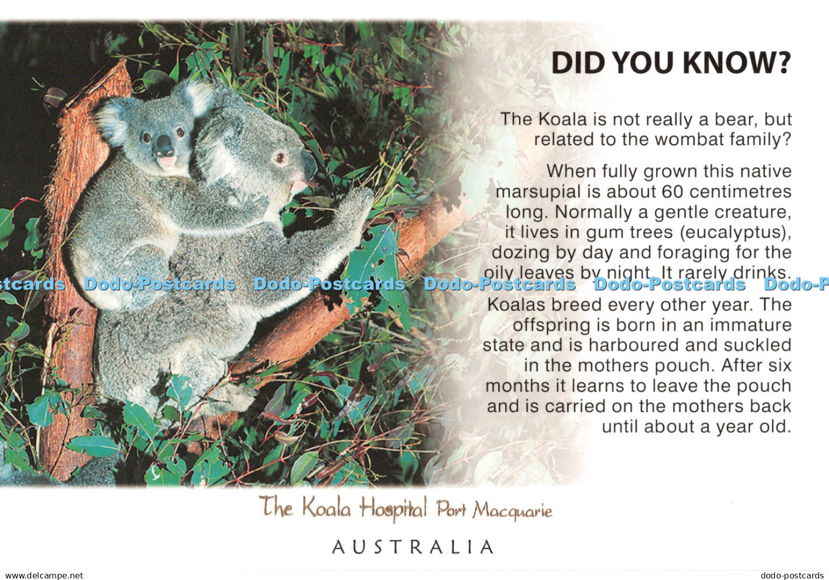 D133040 Koala Hospital Port Macquarie Australia Australian Wildlife Collection M