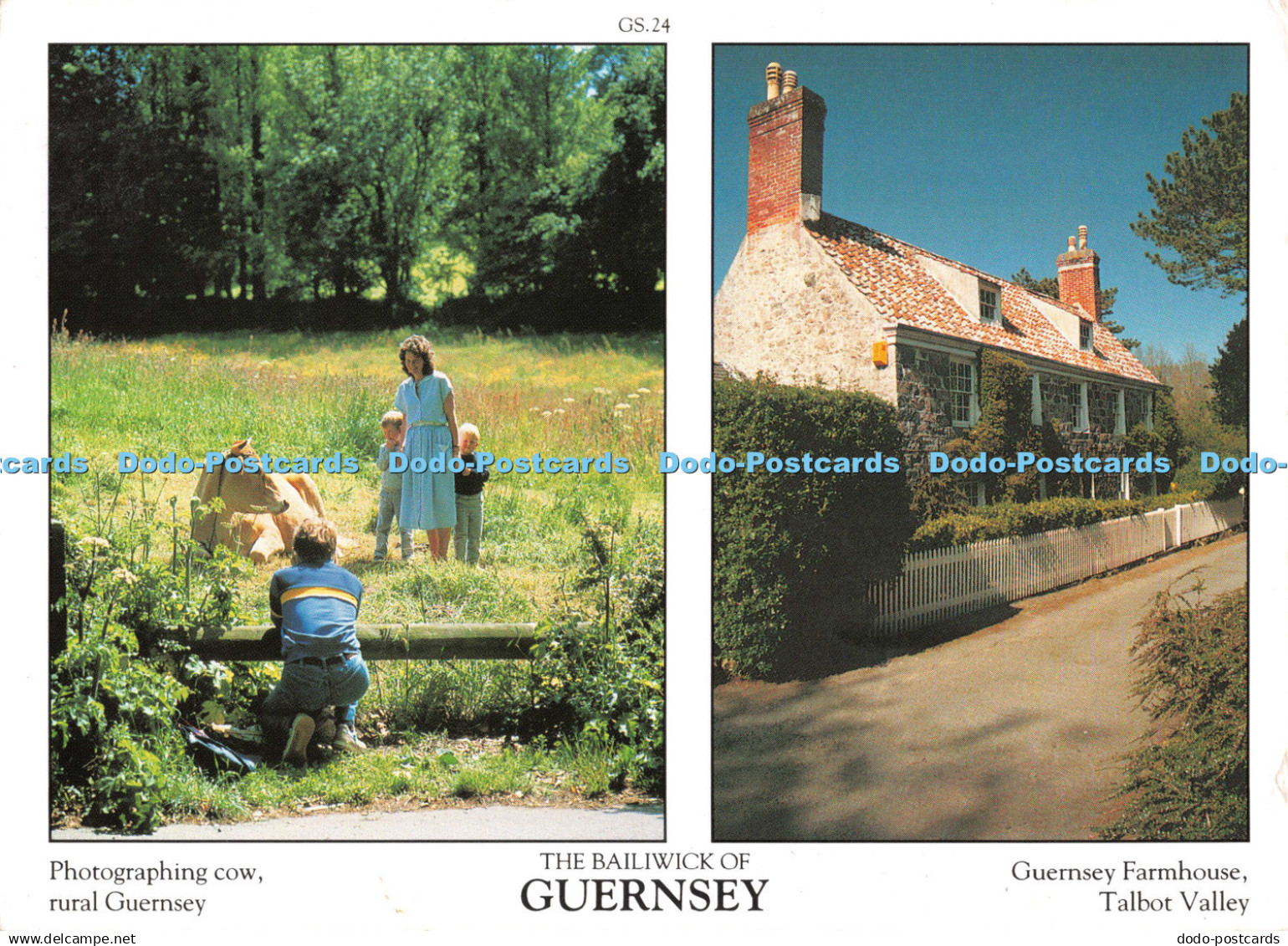 D133476 Photographing cow rural Guernsey Bailiwick of Guernsey Guernsey Farmhous