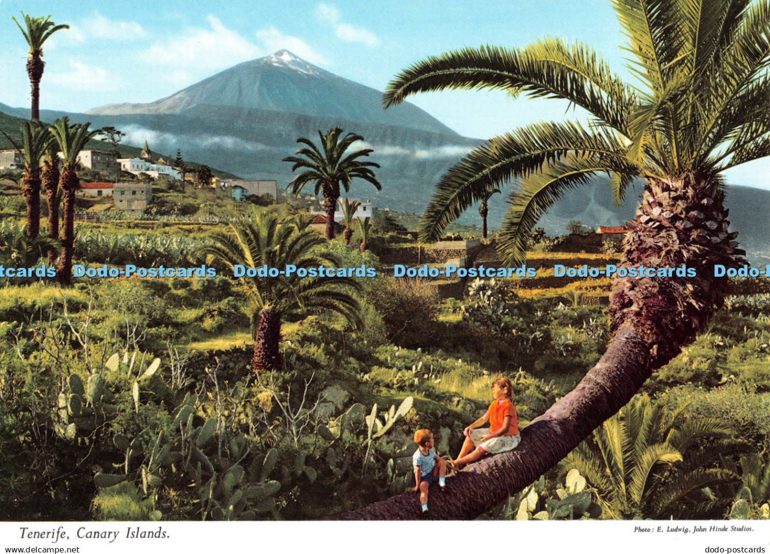 D134940 Tenerife Canary Islands E Ludwig Hinde Padane Perez Zamora